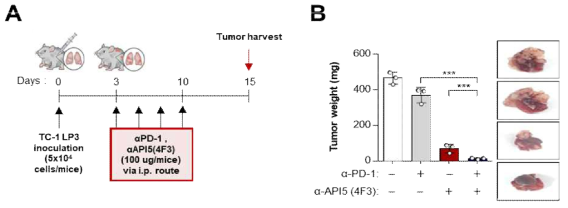 항체치료 불응성 폐암에서 인간 API5 표적항체(3F2)의 항암면역 효능 평가