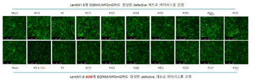 APOBEC3G에의한 레트로바이러스 감염저해 확인(LentiM1.4 backbone. Exp.1)