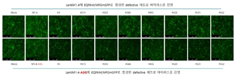 APOBEC3G에의한 레트로바이러스 감염저해 확인(LentiEF1.6 backbone, Exp.1)