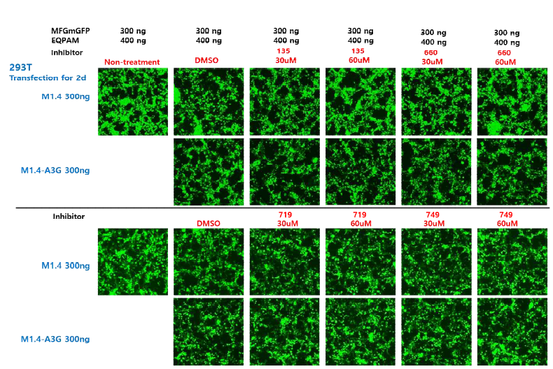 A3G inhibitor(135, 660, 719, 749) 처리 후 형질도입 효율 확인