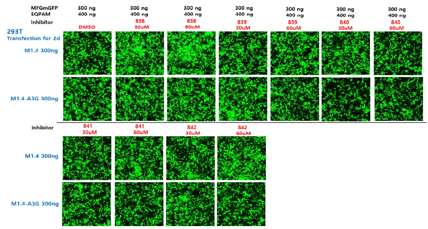A3G inhibitor(838, 839, 840, 841, 842) 처리 후 형질도입 효율 확인