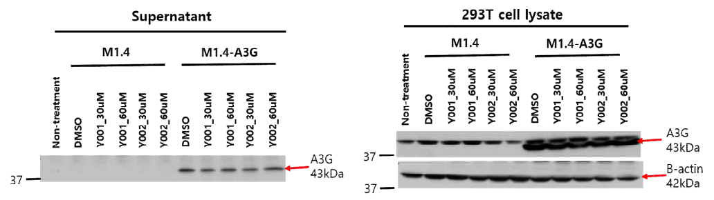 A3G inhibitor(Y001, Y002) 처리 후 A3G 발현확인