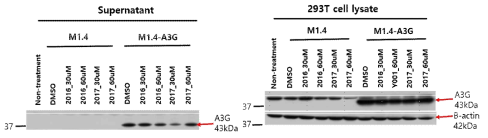 A3G inhibitor(2016, 2017) 처리 후 A3G 발현확인