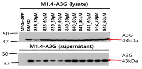 A3G inhibitor(838, 839, 840, 841, 842) 처리 후 A3G 발현확인