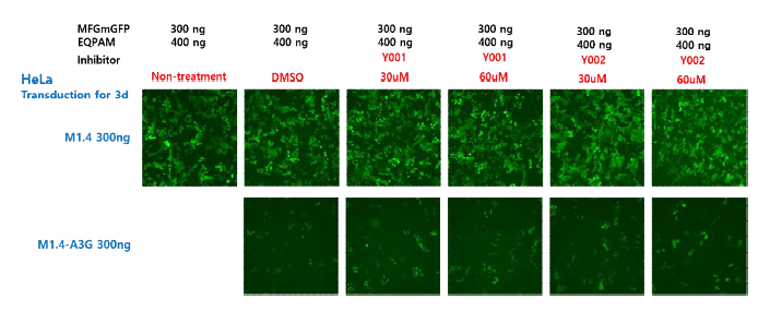 A3G inhibitor(Y001, Y002)에 의한 RRV 감염 저해 개선 확인