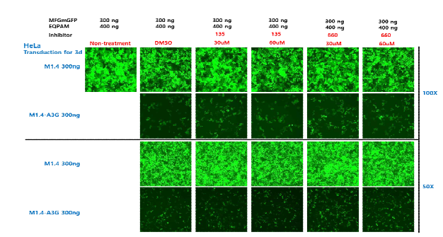 A3G inhibitor(135, 660)에 의한 RRV 감염 저해 개선 확인