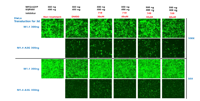 A3G inhibitor(719, 749)에 의한 RRV 감염 저해 개선 확인
