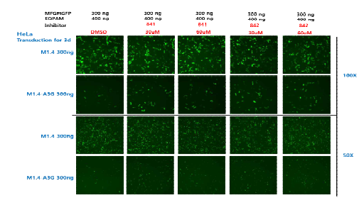 A3G inhibitor(841, 842)에 의한 RRV 감염 저해 개선 확인