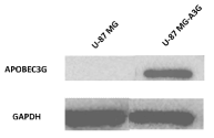 U-87MG와 U-87MG-A3G cells 에서의 APOBEC3G 발현