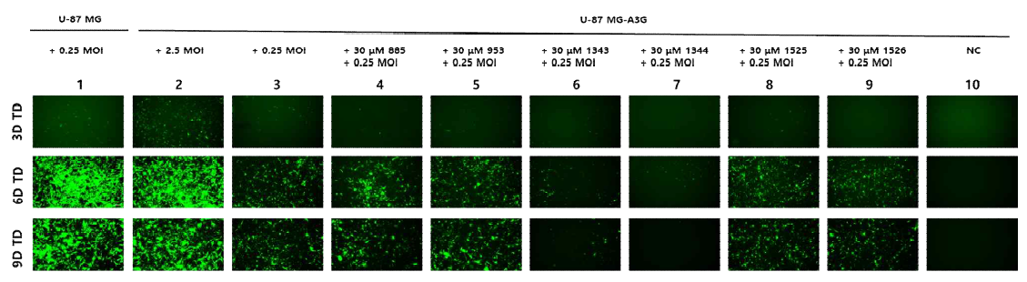 0.25 MOI의 sRRVgpDsRed/spRRVeGFP를 30 µM A3G inhibitor와 함께 U-87 MG, U-87 MG-A3G에 처리한 후 바이러스 전파 효율 비교