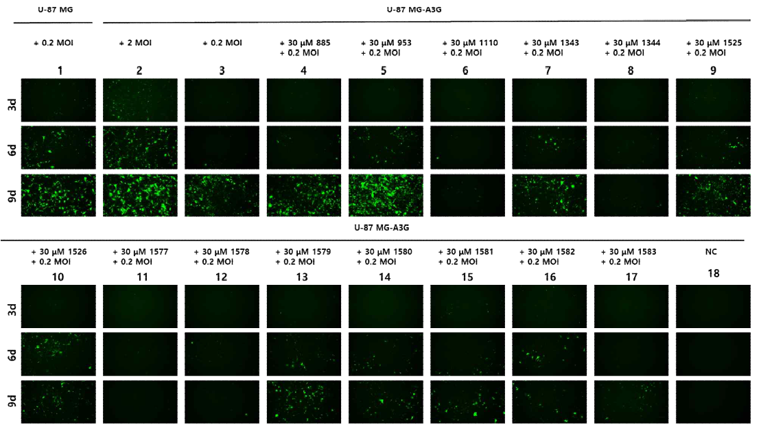 U-87 MG, U-87 MG-A3G에 0.2 MOI의 sRRVgpDsRed/spRRVeGFP와 30 μM A3G inhibitor 처리 후 바이러스 전파 효율 비교