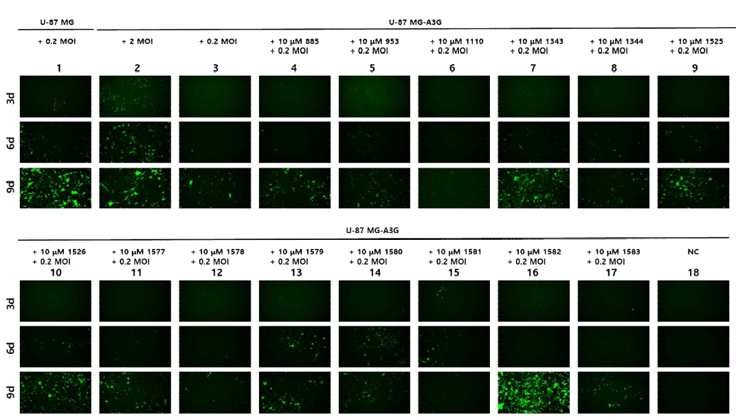U-87 MG, U-87 MG-A3G에 0.2 MOI의 sRRVgpDsRed/spRRVeGFP와 10 μM A3G inhibitor 처리 후 바이러스 전파 효율 비교
