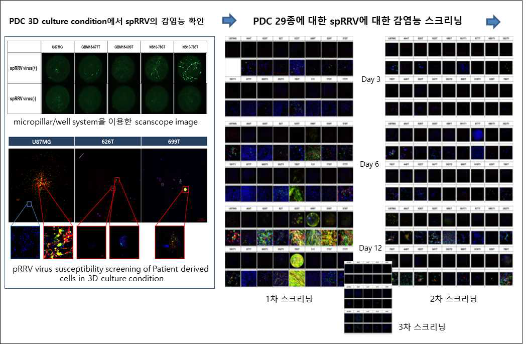 인간 뇌종양 환자 유래 세포에서 spRRV 바이러스 벡터 감염 및 복제능 평가