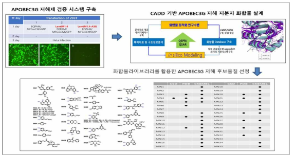 APOBEC3G 과발현 stable cell line을 이용한 A3G 저해 저분자 후보물질 검증 시스템 구측