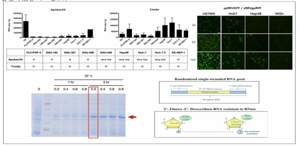 바이러스 복제 저해인자 A3G에 대한 aptamer 개발