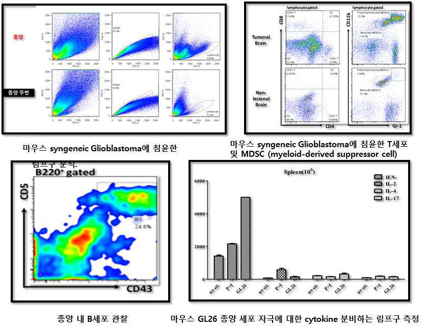 IL27 검증용 Glioma 마우스 이식 모델 확립