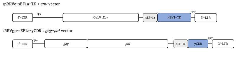 spRRVe-sEF1α-TK / sRRVgp-sEF1α-yCD8 벡터 구조