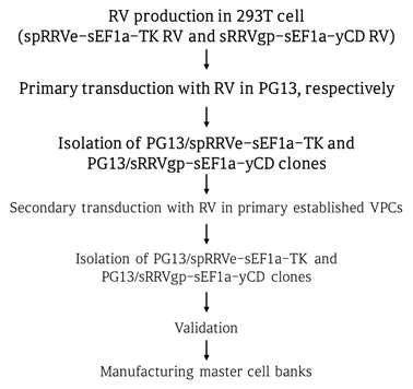 sRRVgp-CD 및 spRRVe-TK 레트로바이러스 생산 단일 세포주인 PG13 VPC 분리 : 1차 구축