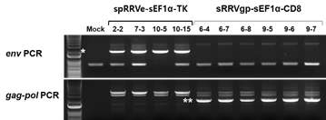 PG13 VPC 내 레트로바이러스 integrity 확인