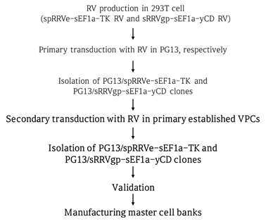 sRRVgp-CD 및 spRRVe-TK 레트로바이러스 생산 단일 세포주인 PG13 VPC 분리 : 2차 구축