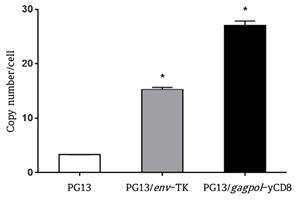 PG13-gpCD / PG13-eTK VPC 염색체 내 proviral vector copy number 확인