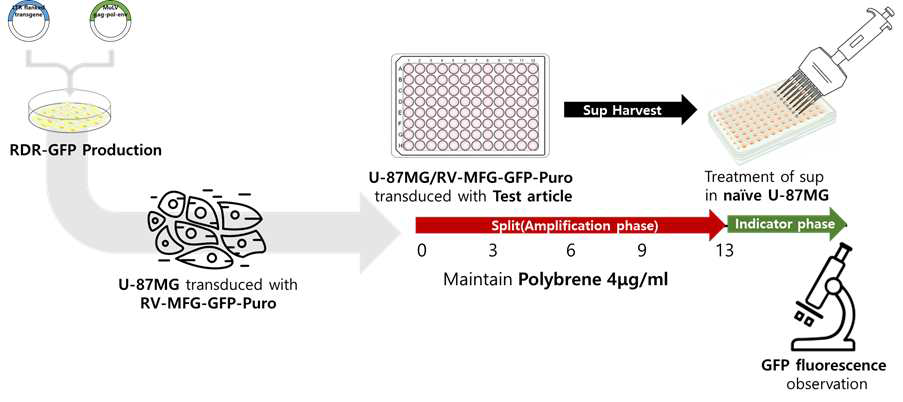Marker Rescue Assay(MRA) 진행과정(Procedure)