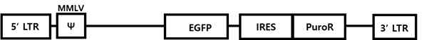 RV-MFG-EGFP-Puro