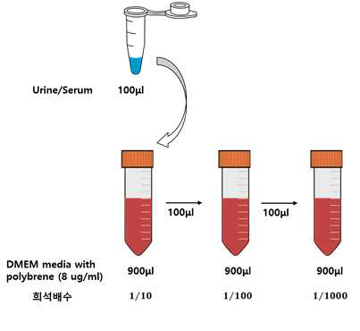 Urine과 Serum의 순차희석 과정