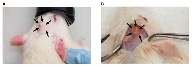 A gross lesion on necropsy. A mass protruding outside the skull was observed under the skin in the head of Group 3. A, before skin incision. B, after skin incision