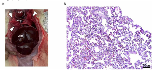 폐에 이상 소견. A, a gross finding on necropsy (arrow heads indicate a mottled appearance in the lung). B, interstitial pneumonia was observed on a microscopic examination