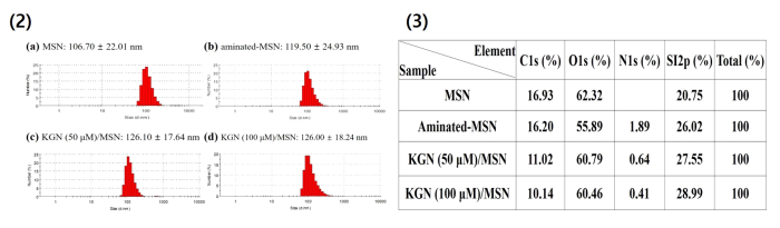 동적광산란법 및 X선 광전자 분광법을 이용하여 MSN, aminated-MSN, KGN (50 uM)/MSN 및 KGN (100 uM)/MSN NPs 크기 분석 및 표면 분석