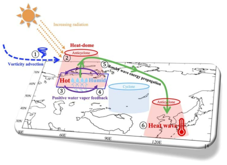 Schematic diagram of East Asian heat waves associated with Arctic-Siberian Plain warming. The blue dashed line indicates vorticity advection, and the solid green and purple lines indicate a Rossby wave pathway and positive water vapor feedback. The numbers indicate the ordering of the process