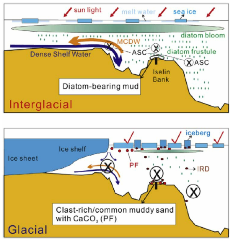 Schematic models of the glacial periods and interglacial periods in the Iselin Bank region over the last 400 kyrs. The transect is shown in Figure 1 as red line. Modified Circumpolar Deep Water (MCDW), Antarctic Slope Current (ASC), ice rafted debris (IRD), and planktonic foraminifer (PF)