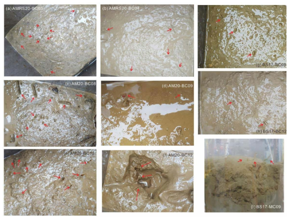 Box core surface sediment images from 40 cm by 50 cm box-core can with tube worms and their organic matter cemented tubes pointed by red arrows; (a) AMRS20-BC03, (b) AMRS20-BC04, (c) AM20-BC08, (d) AM20-BC09, (e) AM20-BC12, (g) BS17-BC08, and BS17-BC12. (f) vertical distribution of organic matter cemented tubes of AM20-BC12 and (i) in situ organic matter cemented tubes in multi core top sediment of BS17-MC09