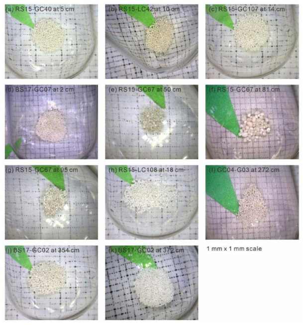 Images of picked foraminifera before age dating. Images were provided by Beta Beta Analytic, USA