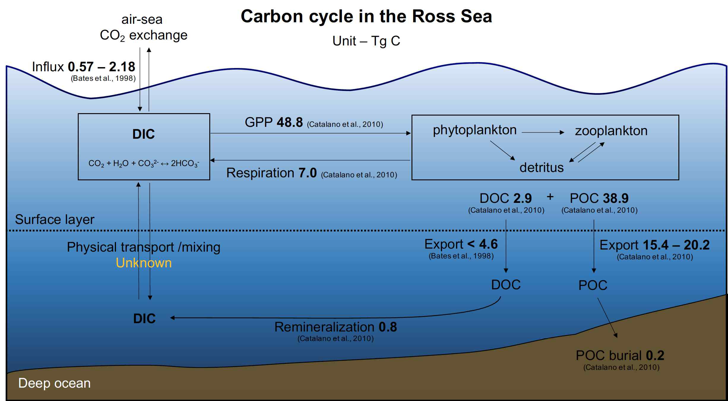 Schematic illustration showing the carbon cycle in the Ross Sea. Data were obtained from Bates et al. (1998) and Catalano et al. (2010)