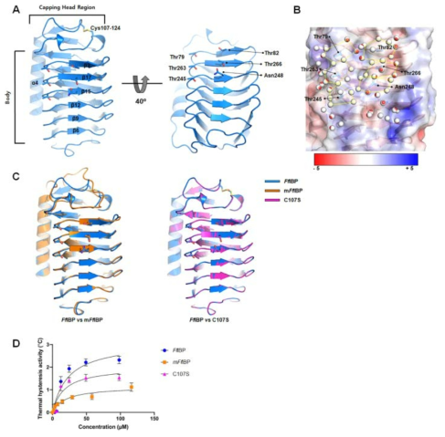 Structure and activity comparison of FfIBP with derivatives. (A) Cartoon view of FfIBP with forward-facing IBS. Ice-binding motifs on β2, β17, and β15 are represented with sticks with CPK coloring. (B) Structure superposition of FfIBP with mFfIBP and C107S. (C) TH activity of FfIBP, mFfIBP, and C107S at different concentrations