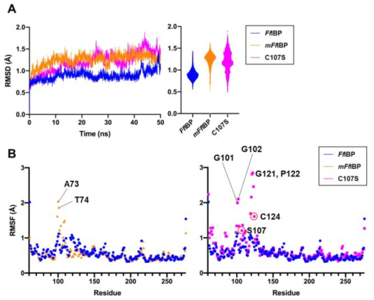 MD simulation and residual fluctuation. (A) Backbone RMSDs (Cα) for FfIBP (blue), mFfIBP (orange), and C107S (magenta). (B) Backbone RMSF (Cα) of each residue as a function of the atom location along with the proteins