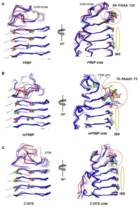The superposition of the initial structure and frames extracted from FfIBP (A), mFfIBP (B), and C107S (C) simulation system. The initial structure was used as a target, and every 10 ns frame was aligned as mobile. Each mobile/target atom-pair was colored by distance. Dark blue indicates good alignment, while red means higher deviations. The motifs on IBS and the capping head region residues of 98-ITGAA-102 of FfIBP and C107 and 70-PAAAY-75 of mFfIBP are represented by sticks with different color codes. The IBS is shown with a light yellow oval