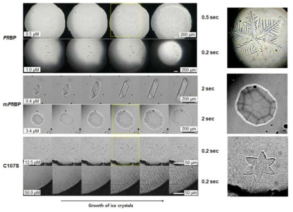 Ice morphology at different concentrations at the freezing points of FfIBP, mFfIBP, and C107S. FfIBP effectively and consistently inhibited the growth of ice until the ice burst, whereas mFfIBP failed even at higher concentrations. The pictures were taken during the TH measurement. The time interval is indicated on the right side of the pictures. Photographs were taken using a Canon Power Shot 620. (Right panel) Magnified view of each ice crystal from yellow square. The scale bars represent 200 μm, 200 μm, and 50 μm for FfIBP, mFfIBP, and C107S, respectively