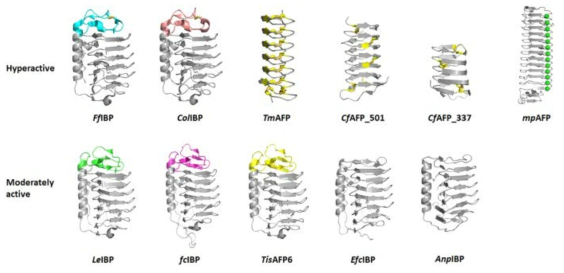 Representations of the overall structure of hyperactive and moderately active IBPs. The disulfide bond(s) on the capping head region or in the intermolecular β-strands of the hyperactive IBPs are represented with bold yellow sticks. The moderately active IBPs either have a LeIBP-like capping head region or no capping head region. The capping head regions of IBPs are highlighted with different color codes. The green spheres on the structure of MpAFP represent calcium ions