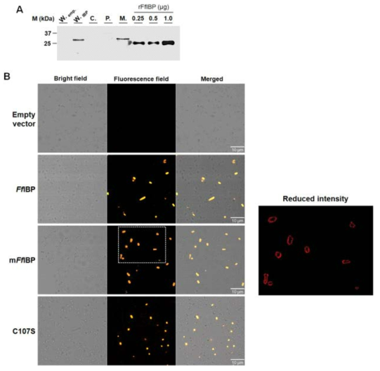 Expression and identification of the subcellular localization of FfIBP in bacteria. (A) Western immunoblot analysis of FfIBP from bacterial cell fractions detected by His-tag antibodies. Cell fractions are shown above the lanes: W., whole cell; C., cytoplasm; P., periplasm; M., membrane fractions. The whole cells with empty vector (W. emp.) were considered as a negative control. Different amounts of recombinant FfIBP (amino acids 27 –276) with His-tag were used as a positive control [11]. (B) Confocal microscopy images of cells harboring empty, FfIBP, mFfIBP, and C107S vectors. Protein-expressing bacteria were incubated with Ni-NTA-ATTO 550, washed, and examined under fluorescence microscope LSM800. Scale bars represent 10 μm. The image from the mFfIBP sample with low laser intensity was shown in the right panel to identify the specific localization of IBPs