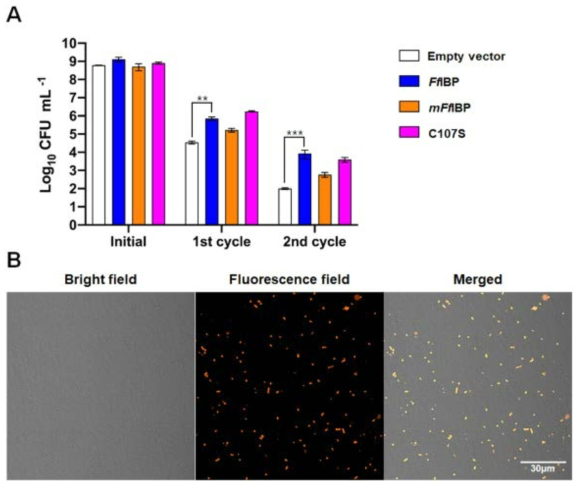 CFUs of bacteria (empty, FfIBP, mFfIBP, and C107S) after freeze-thaw cycles. (A) The CFUs of each sample were measured after the freeze-thaw cycle to calculate the live cells. Protein-expressing cells were washed with 150 mM NaCl and the CFU was adjusted to 109 for the initial amount of cells. The data was plotted from three individual measurements. (B) The cells with FfIBP that survived the 3rd freeze-thaw cycle. Cells were treated with Atto 550 for the IBP identification. Scale bar represents 10 μm