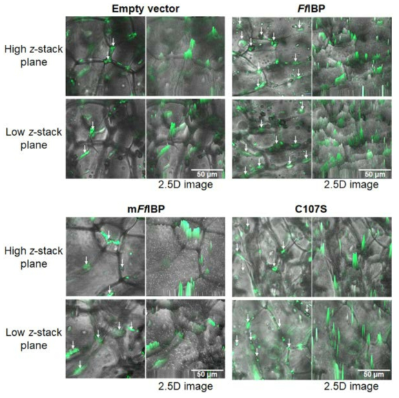 Confocal microscopy of ice-trapped bacterial cells. Bacteria were frozen in a 1 cm × 1 cm chamber and observed using a fluorescence microscope. The intensity of fluorescence was indicated vertically in the 2.5-dimension (2.5D) images on the right of each image. Different levels along the z-axis were observed in the same system (lower panel). Images shown are merged bright field and fluorescence field images. Concentrated cells, either in the triangular junction of ice or brine pockets, are indicated with white arrows. Scale bar represents 50 μm