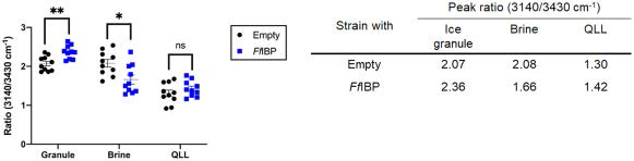 Peak ratio of Raman spectroscopy (3,140/3,430 cm-1). The 10 ice granules, brine pockets, and QLL region areas were scanned five times and averaged. The averaged data indicated on the right correspond to the data in the graph. a single asterisk [*] indicates p < 0.05, and double asterisks [**] indicate p < 0.01) by unpaired t-test). ns: not significant