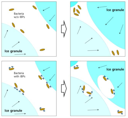 Proposed survival mechanism of bacteria with membrane-anchored IBP. (Top) Bacteria without IBPs on the ice surface were flown into the triangular junction of ice granules and concentrated with salt. (Bottom) Bacteria with IBPs bound to the ice surface using the IBPs inhibit ice growth and form brine pockets as individual habitats. The ice granules are shown in cyan color. The bacteria and IBPs are indicated with brown ovals and blue cylinders, respectively