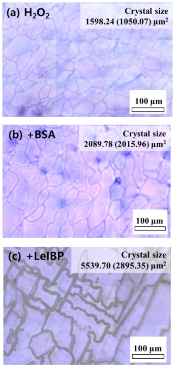 Optical images of the ice granules of (a) H2O2 frozen solution, (b) H2O2 frozen solution with BSA, and (c) H2O2 frozen solution with LeIBP. Initial condition: [H2O2] = 0.5 mM, LeIBP = 100 ppm, BSA = 100 ppm, pH 4.0, cooling temperature: -20 °C