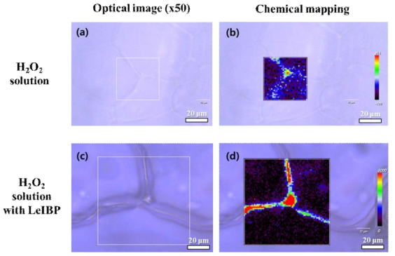 Optical image of the frozen (a, b) H2O2 solution, (c, d) H2O2 with LeIBP and their spatial distribution based on the Raman peak intensity at 880 cm−1, for O−O stretching vibration mode from H2O2. The signal intensity was ordered using a rainbow color scale. (black: low à red: high). Initial condition: [H2O2] = 1 mM, LeIBP 100 ppm, pH 4.0, cooling temperature: -20 °C