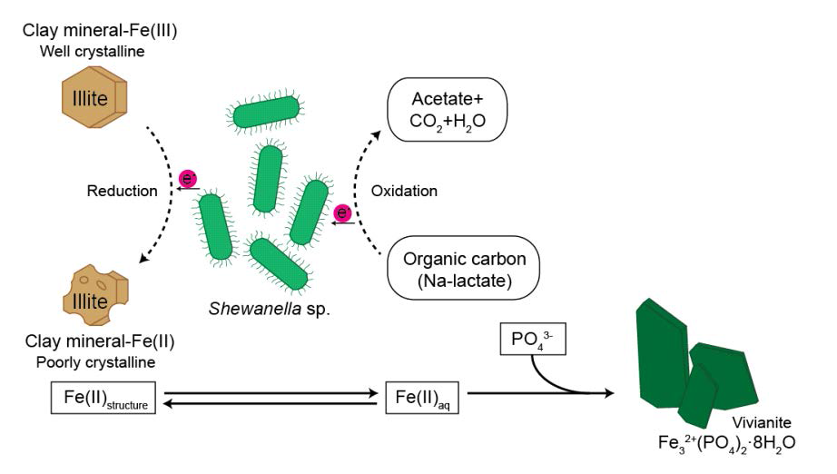 Schematic diagram showing possible pathway of Fe cycle and electron transfer from microbe to the structural Fe(III) of the clay minerals