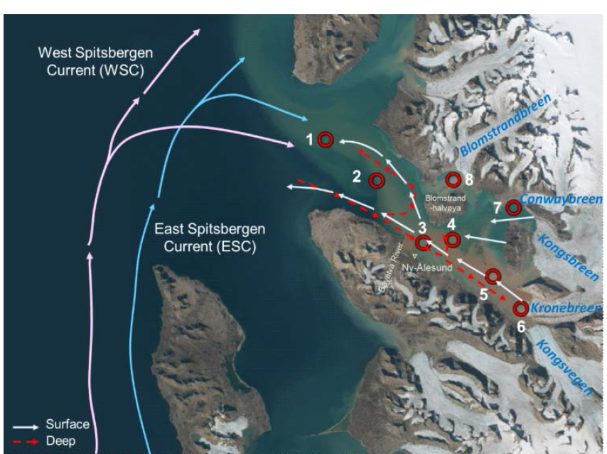 The sample collection sites and circulation patterns of the surface (white) and deep water (red) in Kongsfjorden